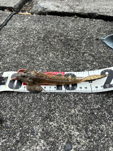 ネズミゴチの釣果