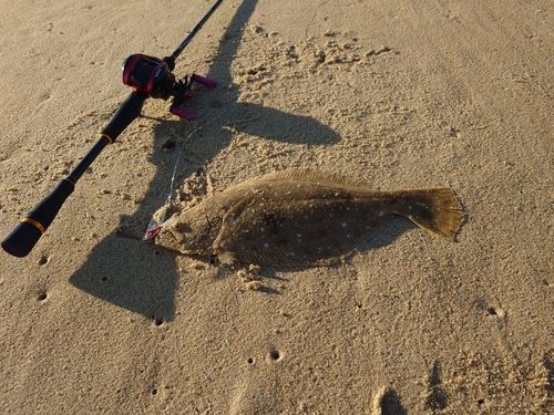 ヒラメの釣果
