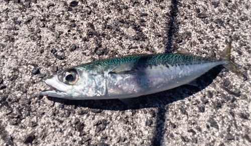 サバの釣果