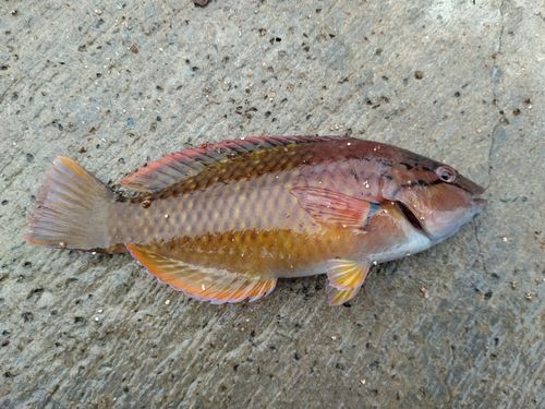 江ノ島裏磯