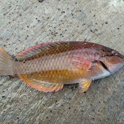 アカササノハベラ