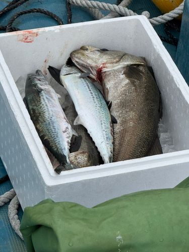 サゴシの釣果