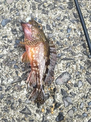 カサゴの釣果