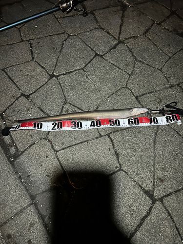 アナゴの釣果