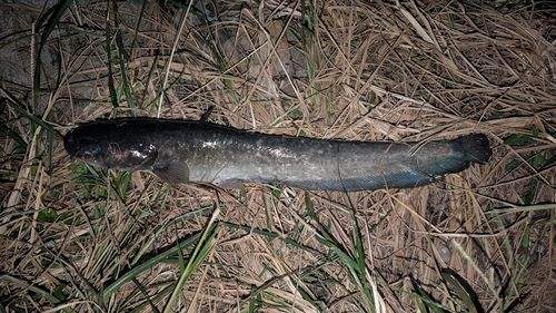 マナマズの釣果