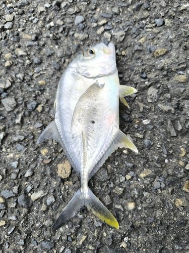 ロウニンアジの釣果