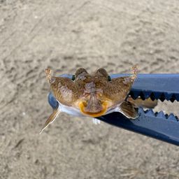 メゴチ