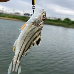 コトヒキ