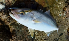 ネリゴの釣果