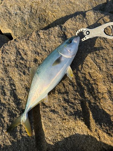 ハマチの釣果