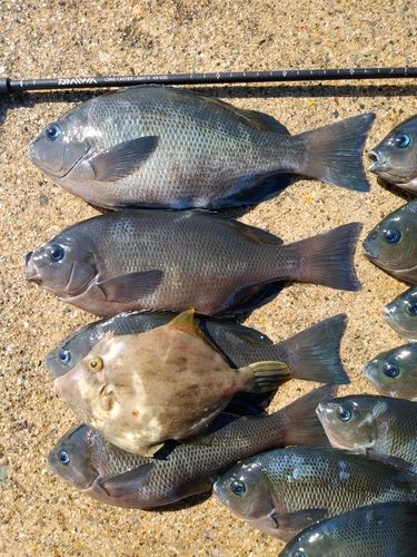 メジナの釣果