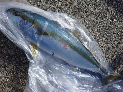 ヒラマサの釣果