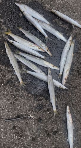 カマスの釣果