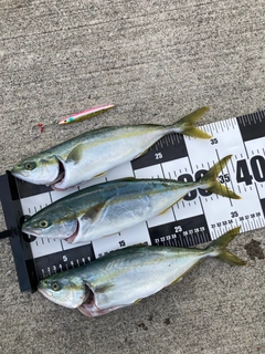 ワカシの釣果