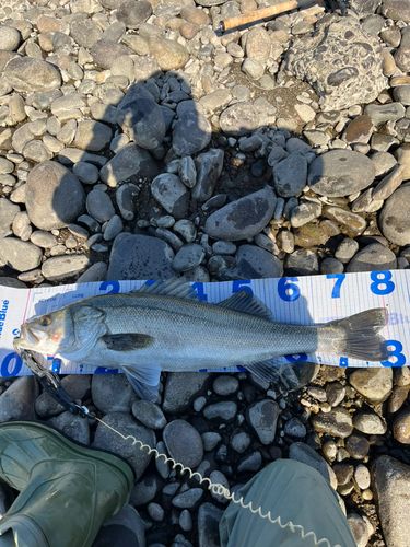 スズキの釣果