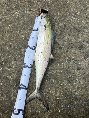 サゴシの釣果