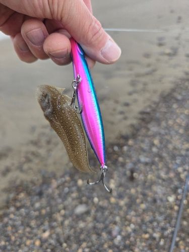 シタビラメの釣果