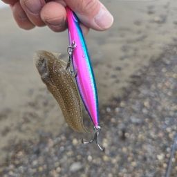 シタビラメ