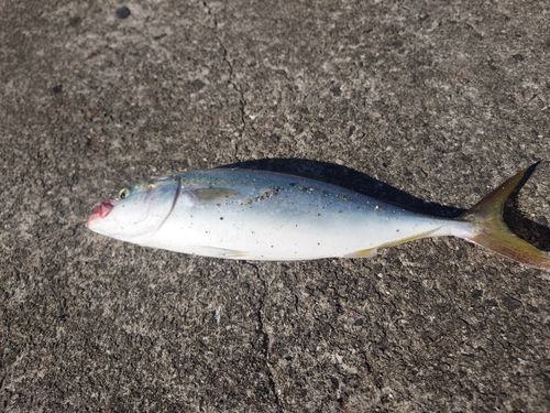 ヒラマサの釣果