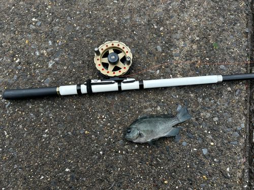 メジナの釣果