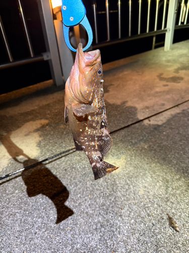 キジハタの釣果
