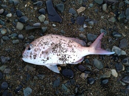 マダイの釣果