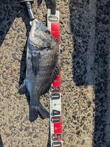 チヌの釣果