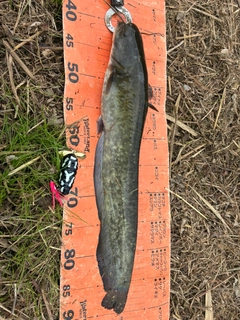 ナマズの釣果