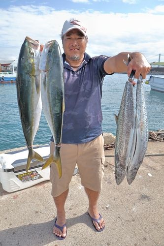 サワラの釣果