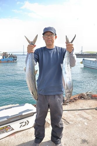 サワラの釣果