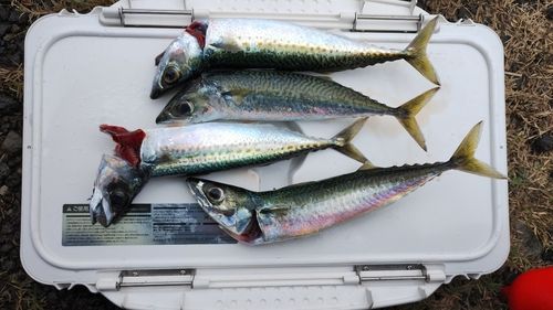 サバの釣果