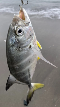 メッキの釣果
