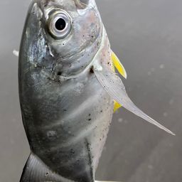 メッキ
