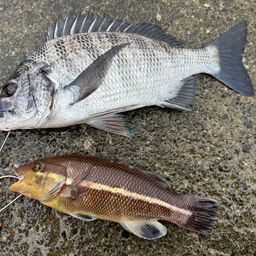 クロダイ
