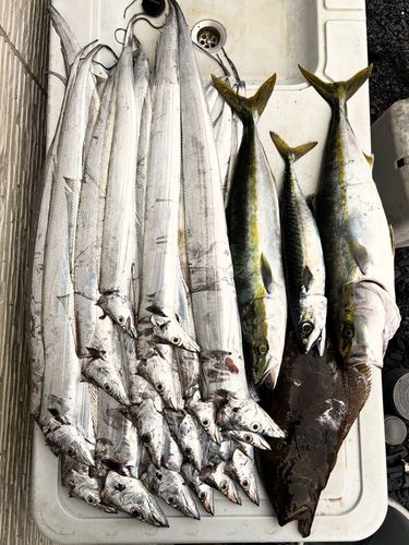 タチウオの釣果