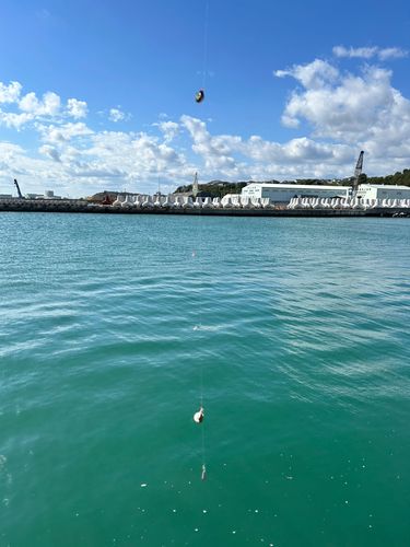 アカメフグの釣果