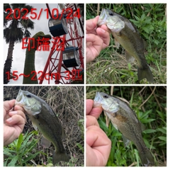 ブラックバスの釣果