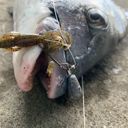 クロダイ
