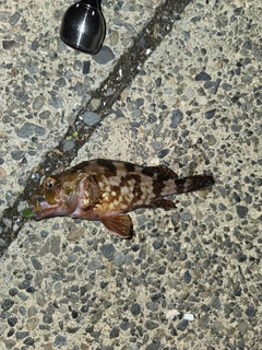 カサゴの釣果