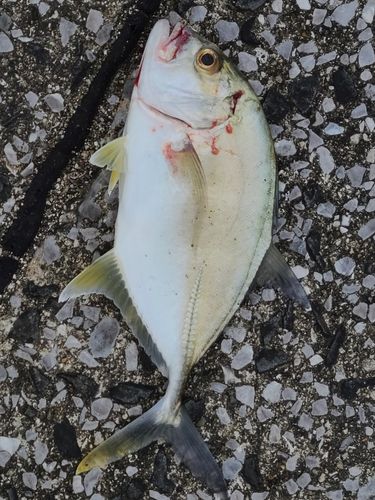 メッキの釣果