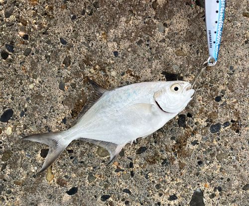 メッキの釣果