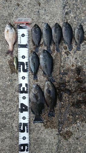グレの釣果