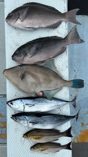 カンパチの釣果