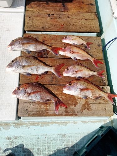 タイの釣果