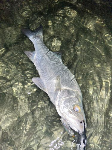 ヒラスズキの釣果
