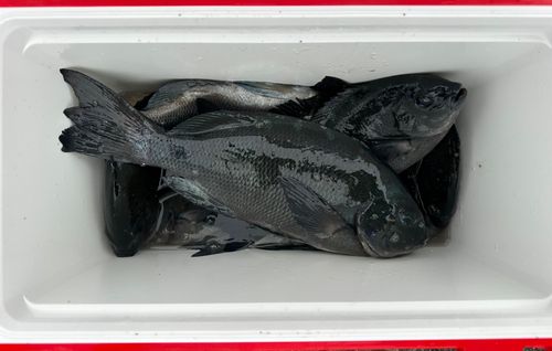 メジナの釣果