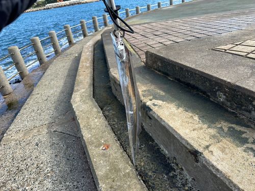 タチウオの釣果