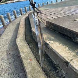 タチウオ