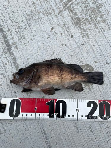 メバルの釣果