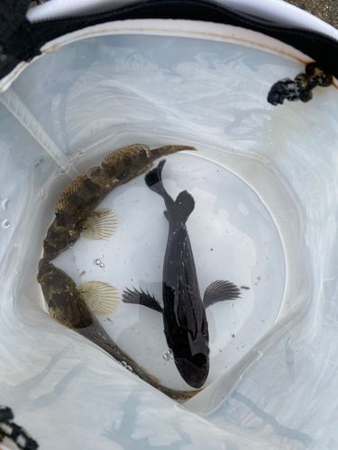 クロソイの釣果